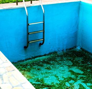 Pool With Low Water Level and Black Algae Growing