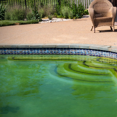Dirty Pool Full of Green Algae