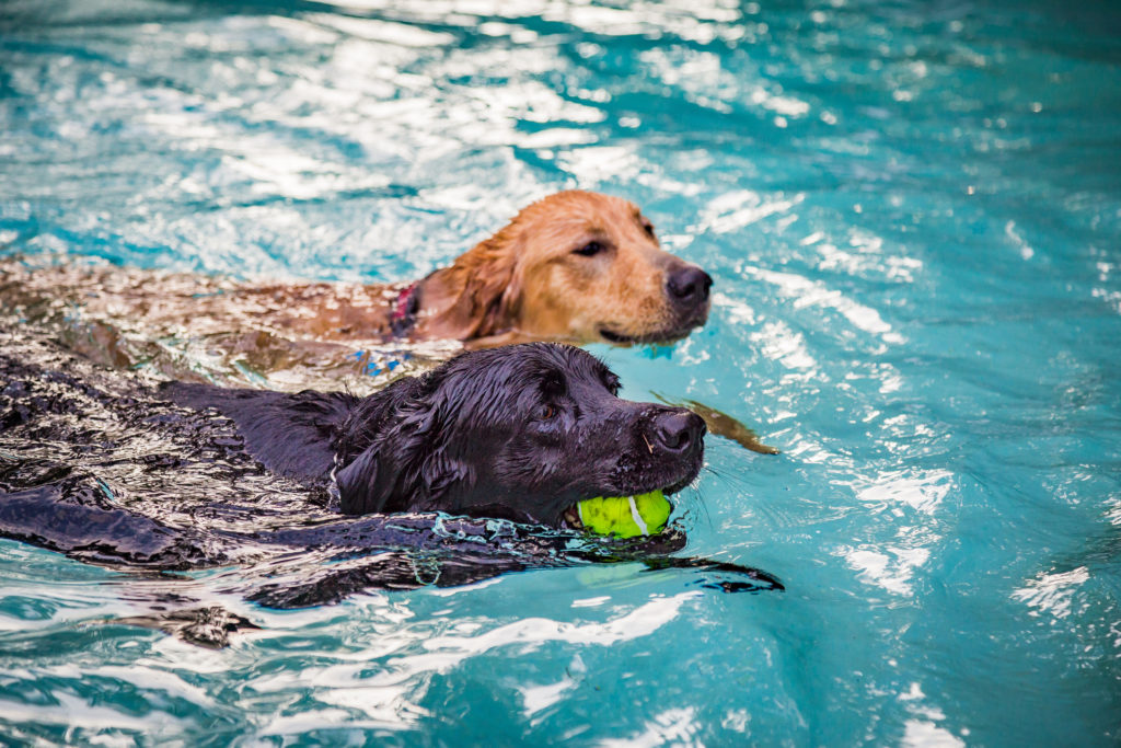 Clean Pool Water Tips