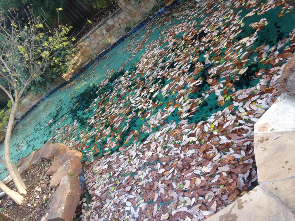 Skimmer Basket Pool Cleaning During Spring