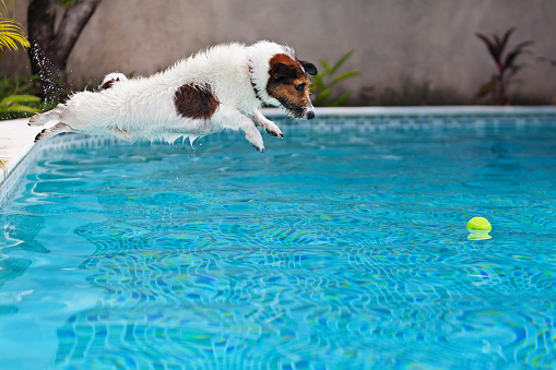 is chlorine pool safe for dogs