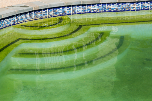 algae build up in pool