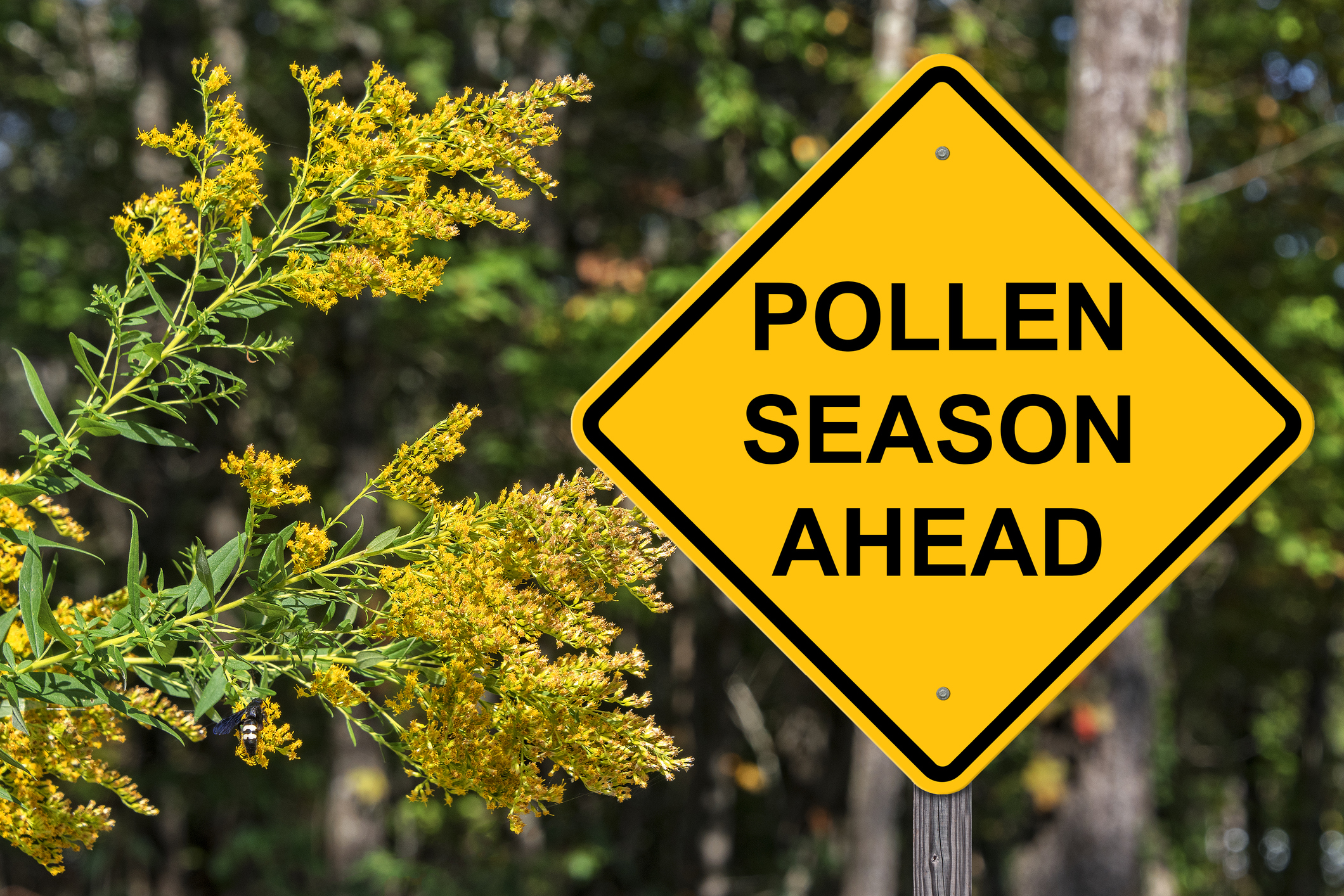 Pollen Season Pool Prep