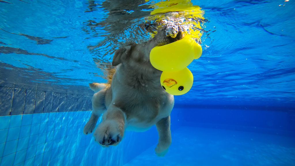 Swimming with Dogs Is It Safe? Pool Troopers