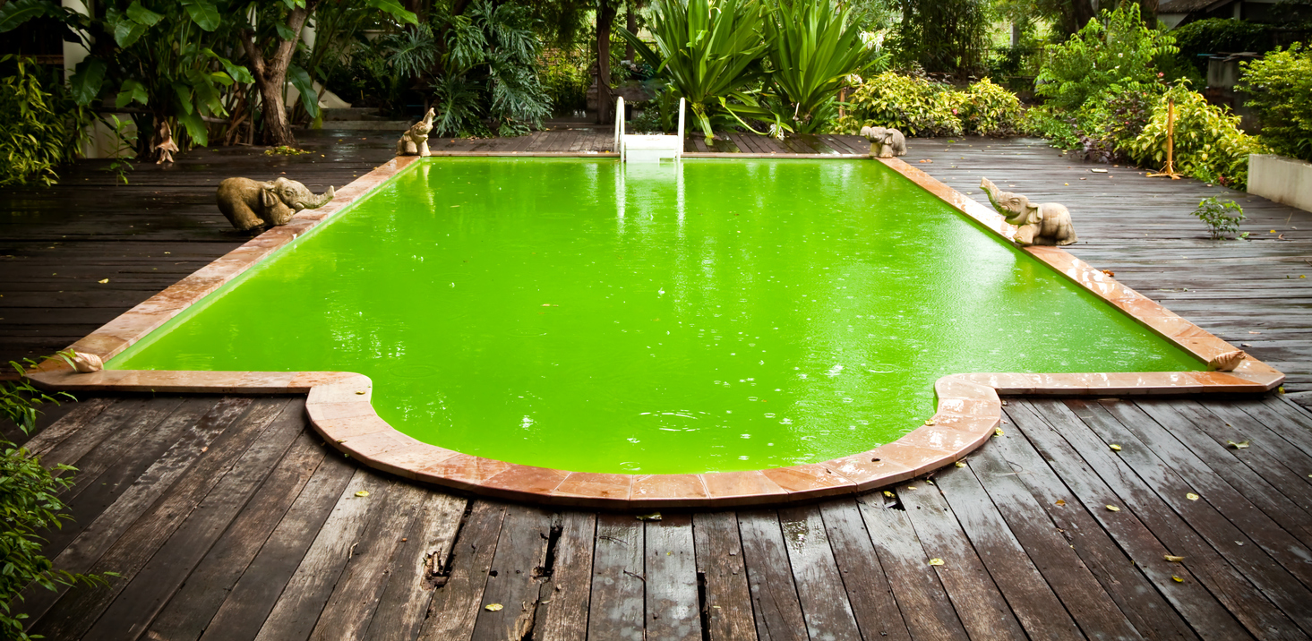 green algae pool