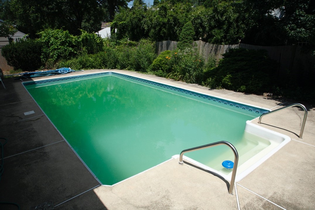 Swimming Pool Algae