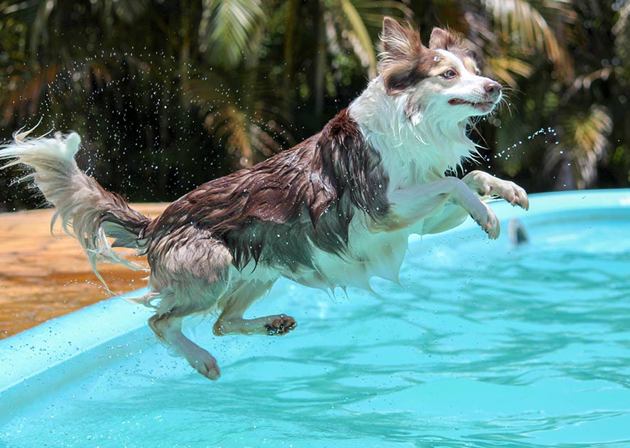 can puppies swim in a pool