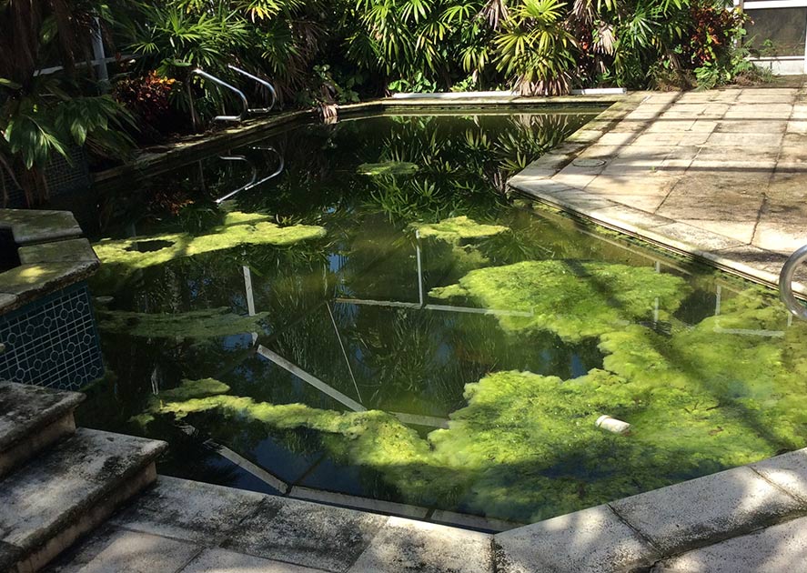 green algae pool